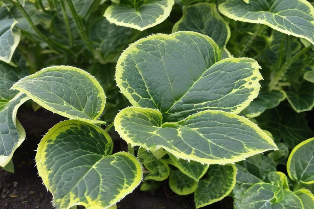 how-to-identify-and-treat-powdery-mildew-in-your-g