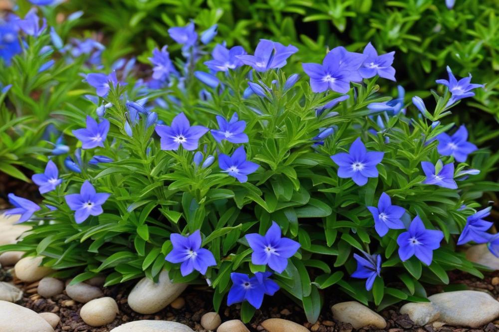 ultimate-guide-to-growing-and-caring-for-lithodora